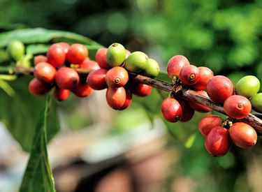 Green Coffee Bean