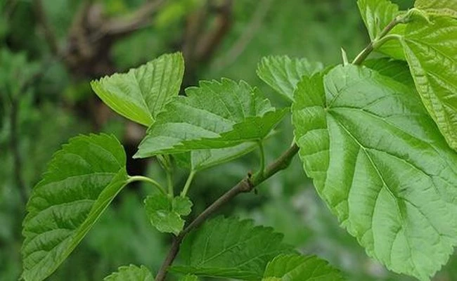 Fresh mulberry leaf