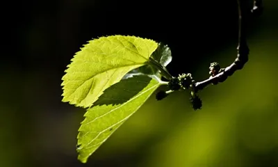 איך להכין תה עלי תות?