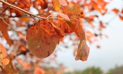 מהו השימוש בתמצית קוטינוס?